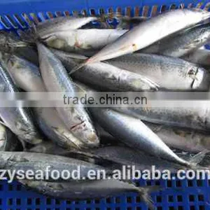 New Arrival Competitive Price Frozen Mackerel thumbnail-3