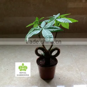 Pachira Aquatica Special Shape thumbnail-1