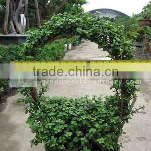 Portulacaria Basket Shape Bonsai thumbnail-1