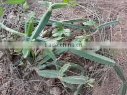 CISSUS QUADRANGULARIS thumbnail-1