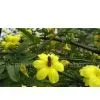 Fructus Forsythiae thumbnail-1