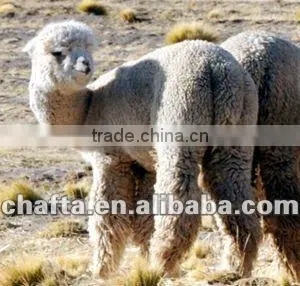 Alpaca Yarns thumbnail-1