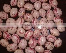 Light Speckled Kidney Beans Round Shape thumbnail-1