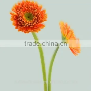 Popular Flower Export Flower Box Tropical Flowers With 70-80cm Long From Yunnan, China thumbnail-2