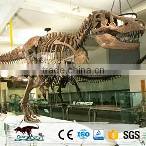 OA4126 High Quality Dinosaur Skeleton Model thumbnail-1