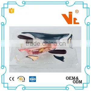 V-AM052 4D MASTER Shark Specimens Anatomical Model thumbnail-5