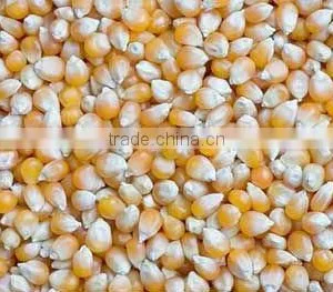 Yellow Corn thumbnail-1