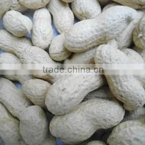 China Roasted Peanuts in Shell thumbnail-1