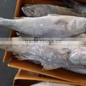 Frozen Seabass thumbnail-1