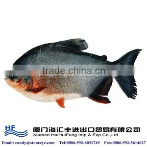 Frozen Fresh Red Pacu Fish for Sale thumbnail-1