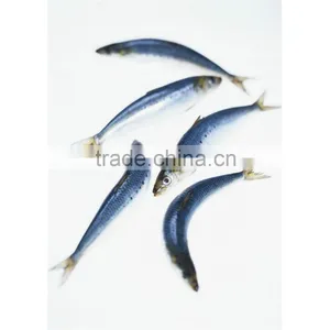 Whole Round Frozen Sardine for Bait thumbnail-1