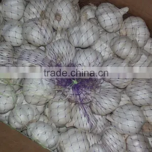 New Crop Fresh Garlic thumbnail-3