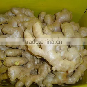 Chinese Organic Air Dried Ginger thumbnail-1