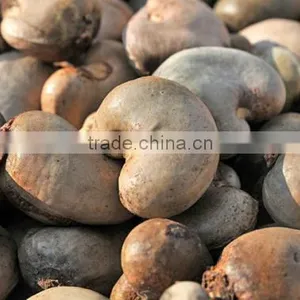 Raw Cashew Nuts/ Cashew Kernels/ WW320/450/240/LBW/LP/WSLP/DW thumbnail-5