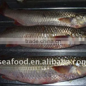 IQF Frozen Grey Mullet Whole Round thumbnail-1