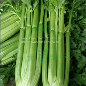 Boutique Ventura Celery Seeds Celery Seeds Suppliers Cheap Celery Seeds Chinese Celery Seeds For Sale thumbnail-3