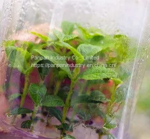 Zeatin Agricultural Usage Plant Growth Regulator Zeatin Water Insoluble thumbnail-3