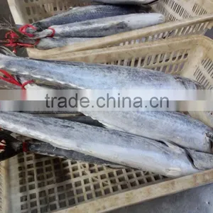Frozen IQF 1500g up Frozen Spanish Mackerel or Scomberomorus Niphonius thumbnail-1