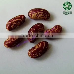 New Crop Bulk PSKB Beans thumbnail-1