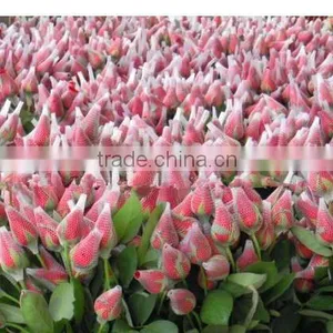 Plastic Flower Bud Net for Flowers thumbnail-1