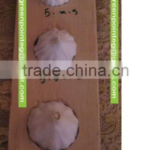 Fresh Garlic thumbnail-1