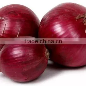 High Quality Onion for Sale | Onion Suppliers From India | Red Onion Exporters thumbnail-3