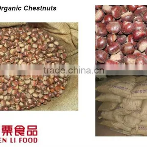 Sweet and Easy Peeling Chinese Chestnut thumbnail-6