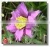 Anemone Pulsatilla Extract Powder thumbnail-1