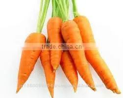 Carrot Seed Oil thumbnail-1