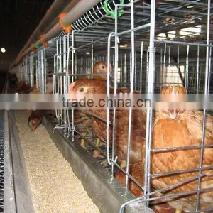 Most Popular Design Full Automatic Layer Chicken Cage for Sale thumbnail-4