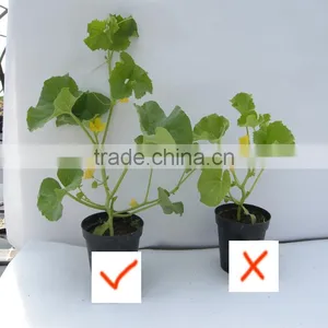 Yellow Powdered Fulvic Acid Fertilizer in Agriculture thumbnail-5
