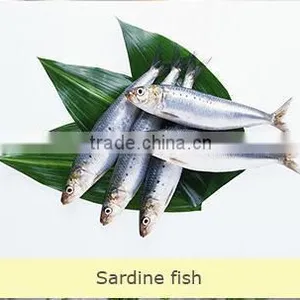 China-made Good-quality Sardine for Bait on Sale thumbnail-3
