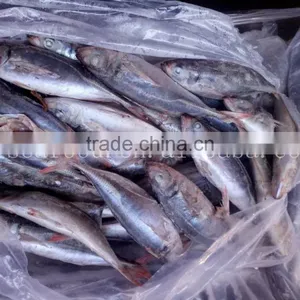 Frozen Horse Mackerel Redtail Scad Decapterus Kurroides thumbnail-1
