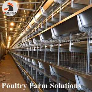 H Type Layer Chicken Cage With Automatic Feeding Machine, ee Collecting Machine thumbnail-4