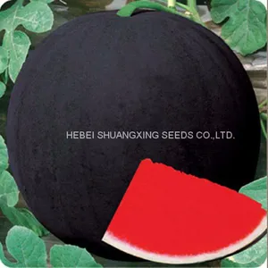 NOFA 3 Pure Black Seedless Watermelon Seeds for Sale thumbnail-2