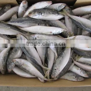 High Quality WR Frozen Pacific Mackerel Fish thumbnail-5