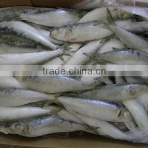 Frozen Sardine From Chinese Manufacture thumbnail-4