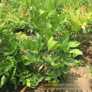 This Year, the Price of Wisteria Saplings With a Ground Diameter of 2 cm in the Climbing Plant Area of Zhejiang Region. One Sapling is From a Ground Cover Plant Base. thumbnail-3