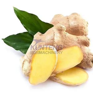 Heat Hump Ginger Dryer Mesh Belt Drying Machine Turmeric Continuous Onion Drying Equipment Dehydrator EPC thumbnail-3