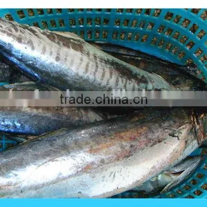 Frozen Pacific Mackerel thumbnail-3