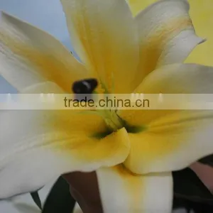 Most Popular Factory Direct Yellow Fresh Lilies thumbnail-6