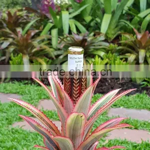 Southern Thailand : Super thumbnail-2