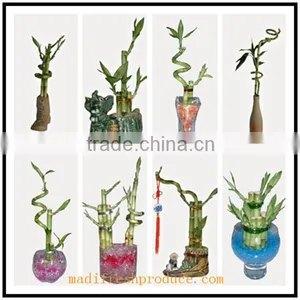 Lucky Bamboo Bonsai for House Decoration thumbnail-1