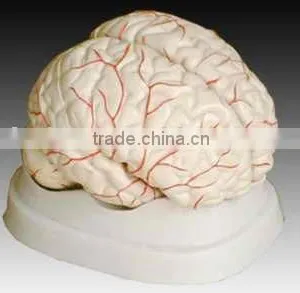 Brain Model thumbnail-1