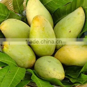 Fresh Mango Vietnam thumbnail-1