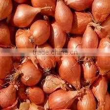 Fresh Shallots (Baby Onions) thumbnail-1