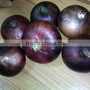 Brand New Onion thumbnail-6