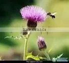 Silybin Extract Powder thumbnail-1