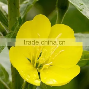 Pure100% Evening Primrose Oil Care Products thumbnail-3