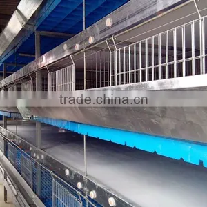H Type 56 Chickens Broiler Chicken Cage Sale for Tanzania thumbnail-1